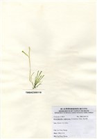 藏品(扁石髮)的圖片
